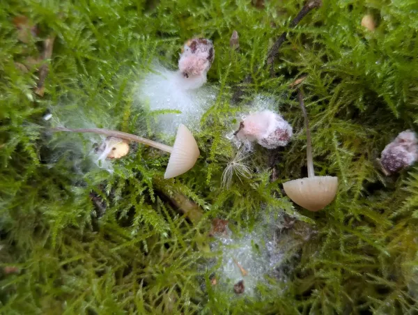 Fuzzy white fungal growths on small fungi and moss.