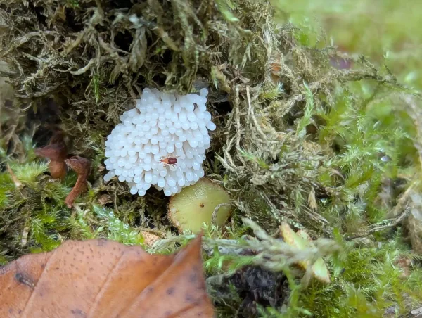 Small cluster of young white slime mould sporangia adjacent a camouflaged yellow-greenish eyelash fungus growing on moss.