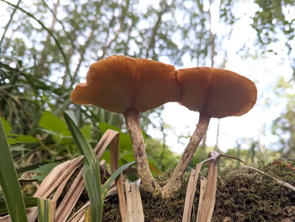 Two fungi growing from mossy wood viewed from below showing the gills. The stems form a V-shape joined at the bottom where they attach to the substrate.