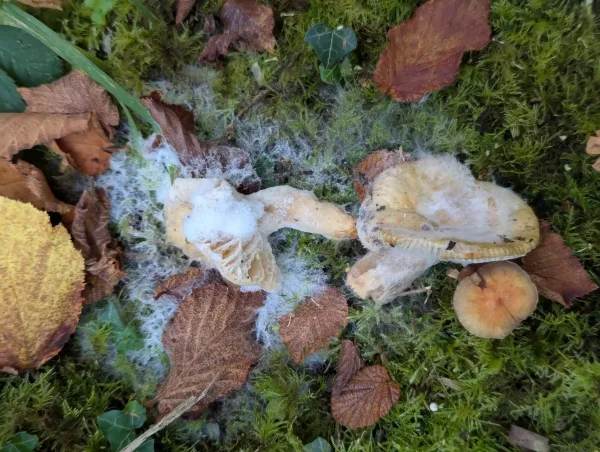 Two large detached fungi Fuzzy on moss being consumed by a fuzzy white fungal growth.
