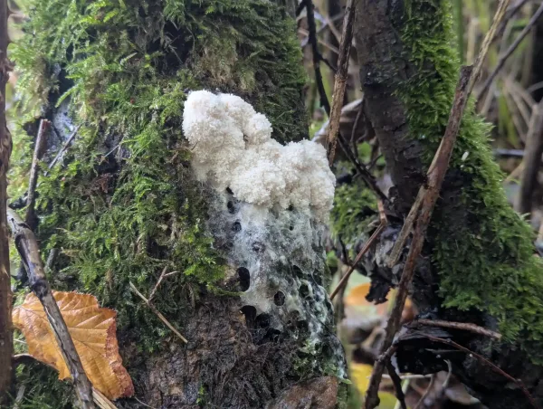 Young white Brefeldia maxima aethalium on a mossy branch.