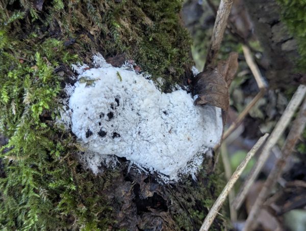 Brefeldia maxima spore mass on mossy branch, completely covered with a white fungal mould.