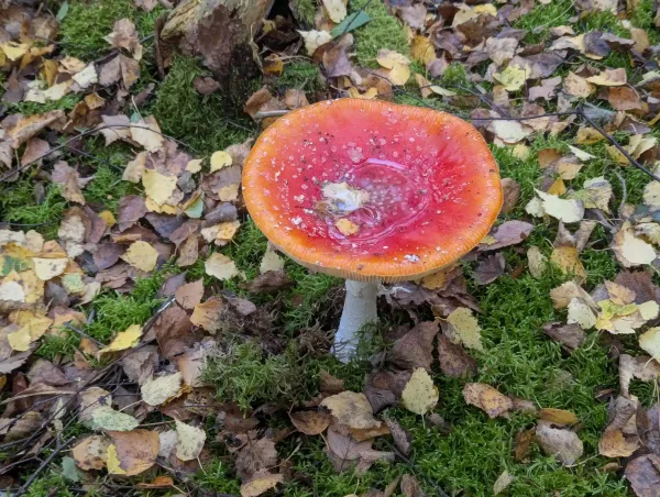 Top view of a mature Amanita muscaria with a flattened umbilicate red cap. The depression has some water and a birch leaf. It stands amongst moss and birch leaves.