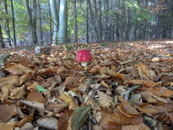Single Amanita muscaria: a rounded red cap on a short stem emerging from a carpet of golden beech leaves. The cap is dotted with white universal veil remnants.