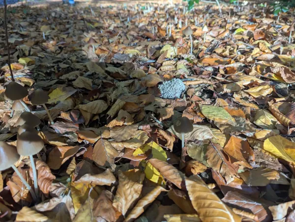Clavulina cinerea fruiting body emergent from a carpet of golden beech leaves surrounded by Parasola conopilus.