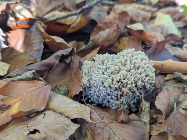 Close-up of the Clavulina cinerea fruiting body.
