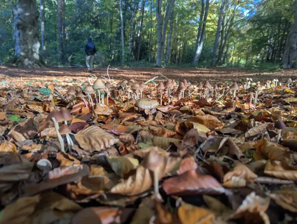 Ground level view of Parasola conopilus fungi emerging from a carpet of golden beech leaves