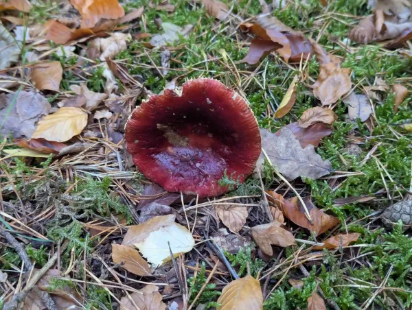 Top view Russula species cap.