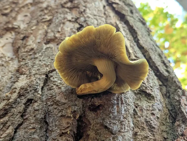 Underside view of an unknown oyster type fungus showing straw-yellow decurrent gills, which appear dark due to shadowing. The fungus is attached to the tree bark by a thick, sharply curved stem.