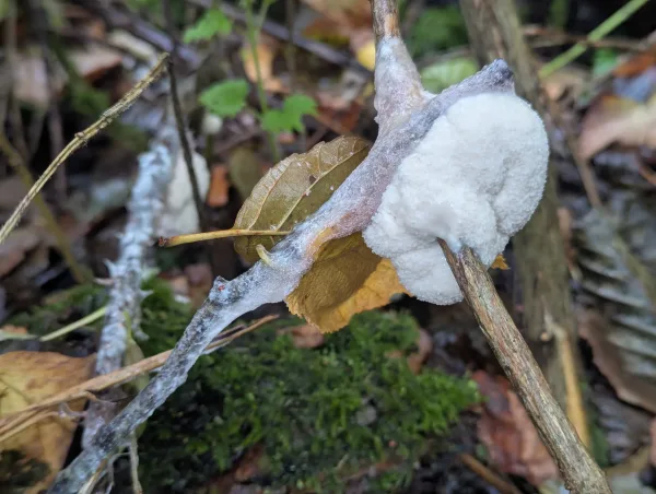 A young white Brefeldia maxima aethalium engulfing a surrounding a stem with the translucent, silvery hypothallus trailing on another stem.