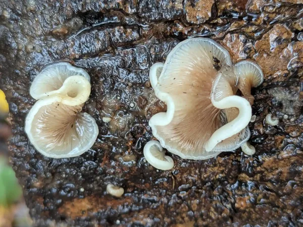 Close-up of some of the oysterling fungi showing their inrolled margins