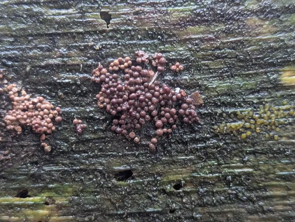 Close-up of the younger reddish-brown sporangia group.