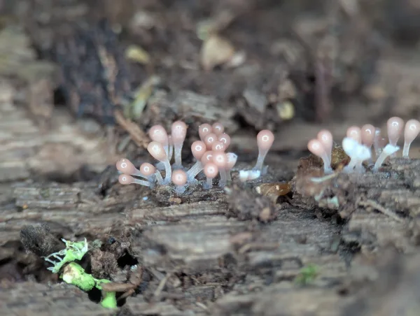 A small group of late stage young sporangia growing from some wood debris.