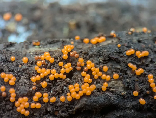 Neon-orange slime sporangia, likely Hemitrichia decipiens