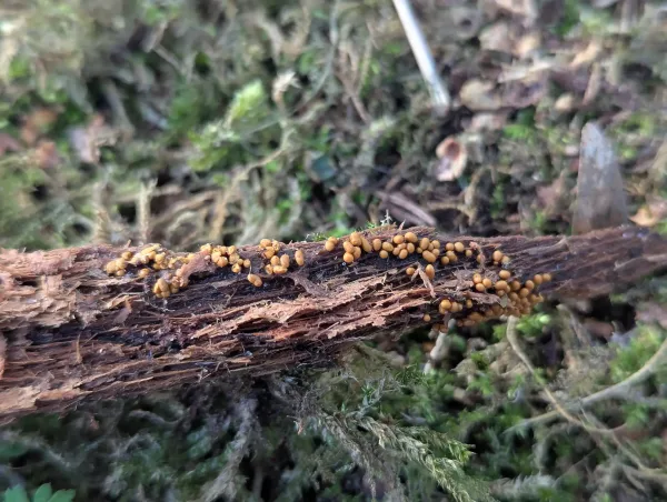 Cinnamon-buff slime mould sporangia, probably Trichia, clustered along a decaying wood fragment.