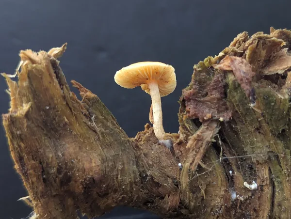 A single small mushroom with a cream stem and buff to cinnamon-buff gills growing from a wood fragment.