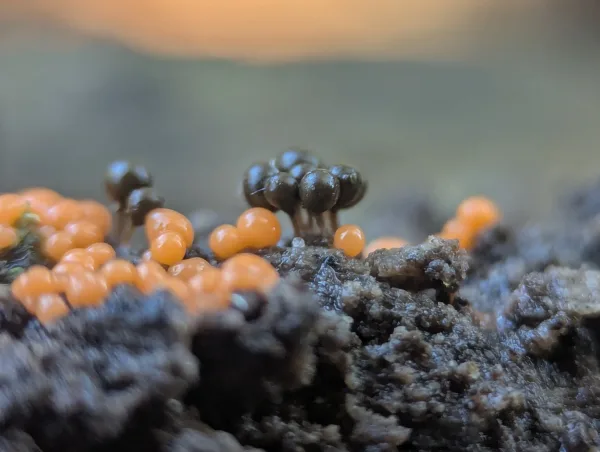 Close-up of the deep olive Hemitrichia decipiens sporangia.