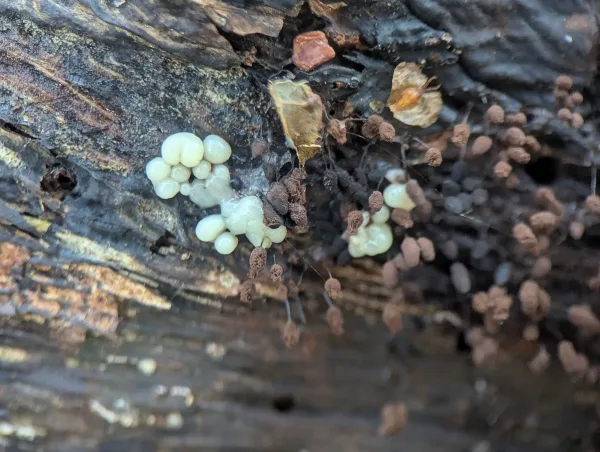 Adjacent the Stemonitopsis typhina like sporangia, some small sub-translucent, cream-coloured plasmodial primordia.