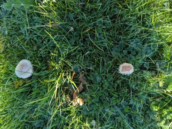 Close-up, top views of two pale, creamy-white meadow waxcap mushrooms growing near to each other in green grass covered with morning dew drops.