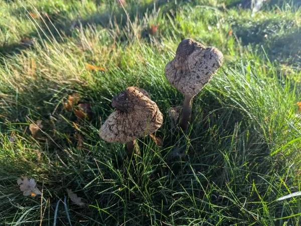 Two withered parasol mushrooms growing in green grass.