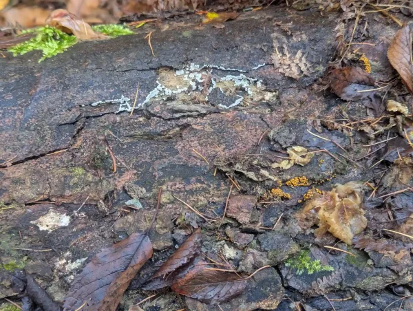 Section of a downed tree trunk, with Trichia varia sporangia clustered along the edges of fissures in the bark.