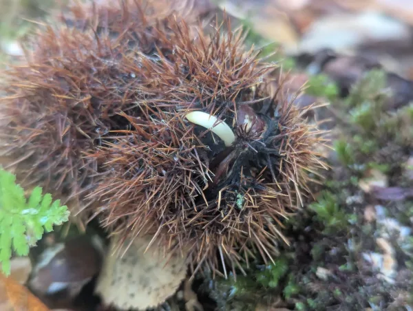 A close-up of a spiky, brown sweet chestnut burr. A small, white root is emerging from an opening in the burr, indicating that the seed inside is germinating. Moss is visible in the background.