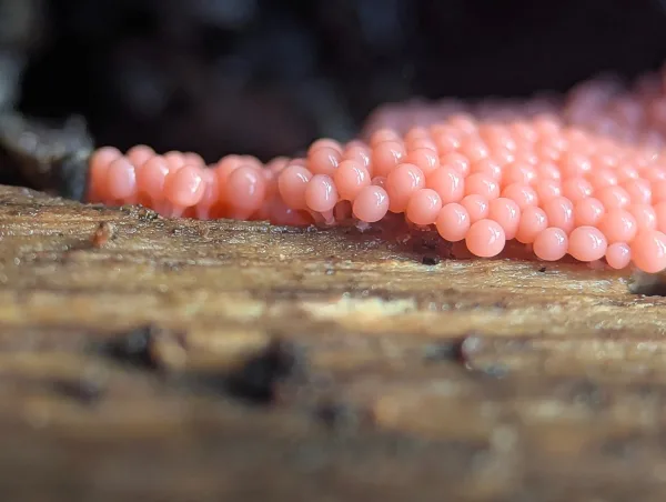 Close-up side-on view of flesh-pink slime mould sporangia, likely Heterotrichia ferruginea, growing on moist wood.