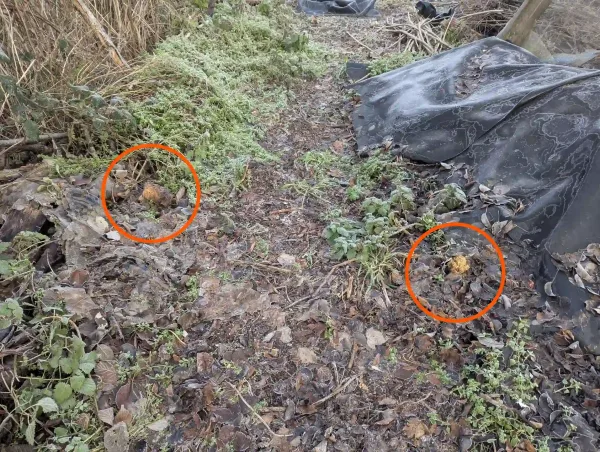 Two likely Ramaria stricta fruiting bodies at the allotment.