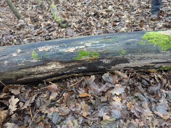 Downed trunk with moss, Phlebia radiata and Badhamia utricularis plasmodium.