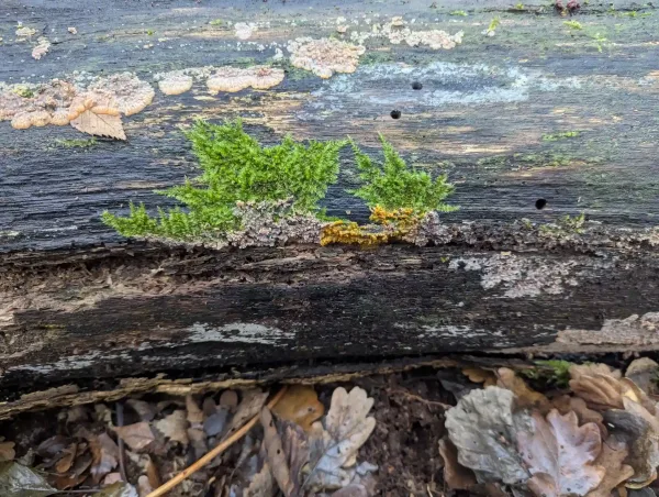 Badhamia utricularis plasmodium spreading over Phlebia radiata. Photo 1.