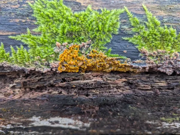 Badhamia utricularis plasmodium spreading over Phlebia radiata. Photo 2.