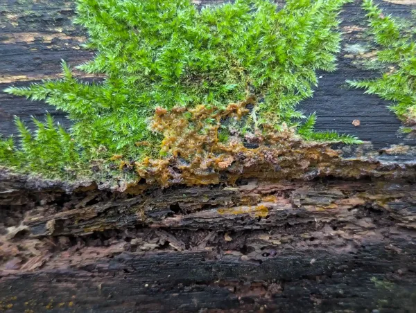 Badhamia utricularis plasmodium spreading over Phlebia radiata. Photo 3.