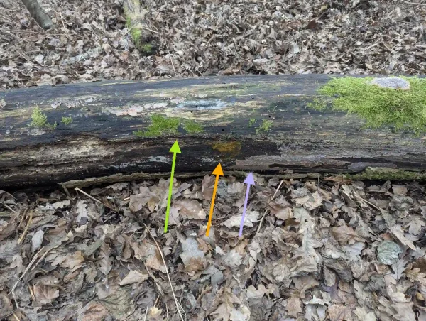 Downed trunk with moss, Phlebia radiata and Badhamia utricularis phaneroplasmodium.