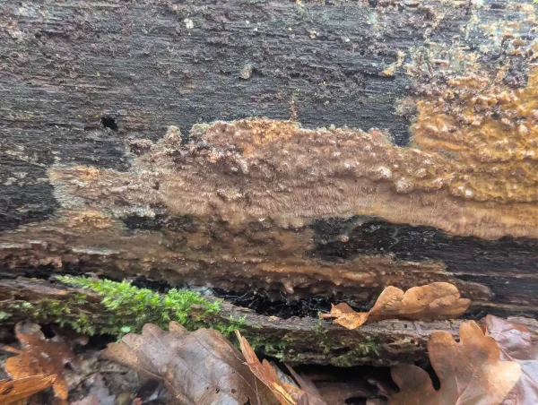 Badhamia utricularis digested Phlebia radiata.
