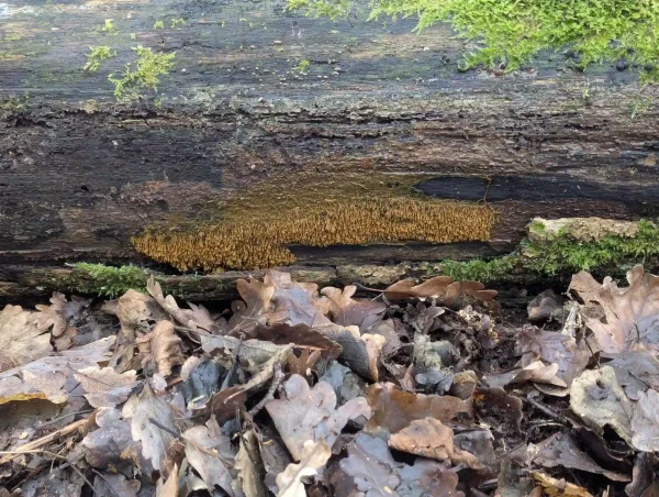 Wide shot of orange-yellow Badhamia utricularis primordia.