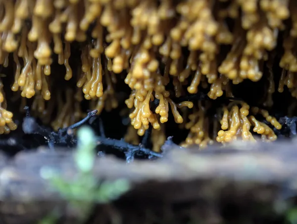 Close-up of orange-yellow Badhamia utricularis primordia. Photo 4.