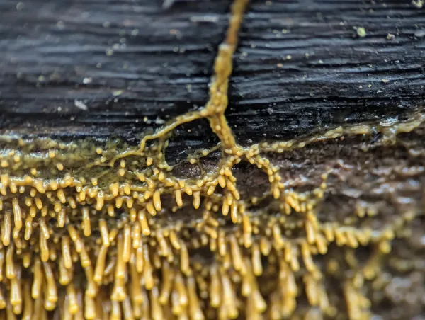 Close-up of orange-yellow Badhamia utricularis primordia. Photo 1.