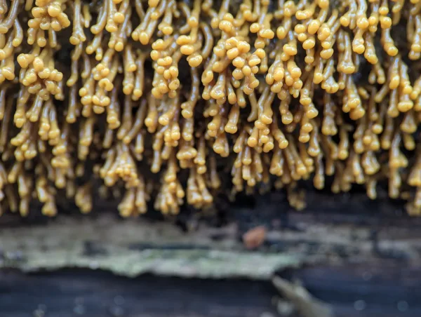 Close-up of sporulating Badhamia utricularis as elongated primordia. Numerous downward pointing slender, finger-like, orange-yellow stalks, each tipped with globular heads that will become the sporothecae. The primordia are densely clustered, showing the initial formation of the characteristic 'bunches of grapes' form.