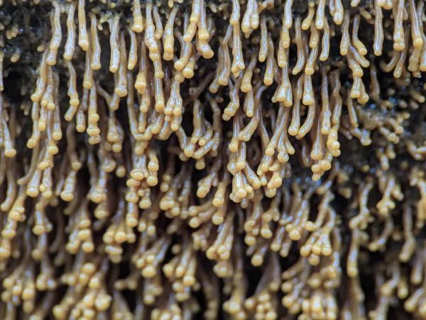 Close-up of orange-yellow Badhamia utricularis primordia. Photo 3.