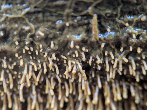 Close-up of orange-yellow Badhamia utricularis primordia. Photo 2.
