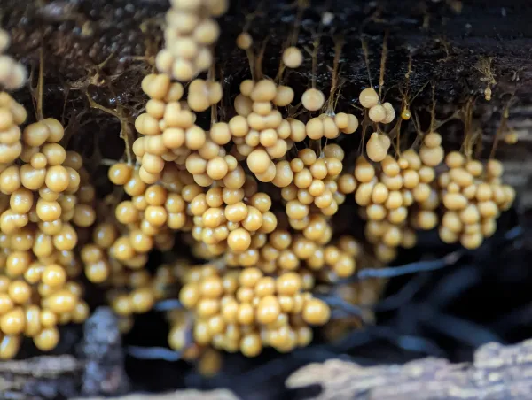 Close-up of young orange-yellow 'bunches of grapes' Badhamia utricularis sporangia. Photo 1.