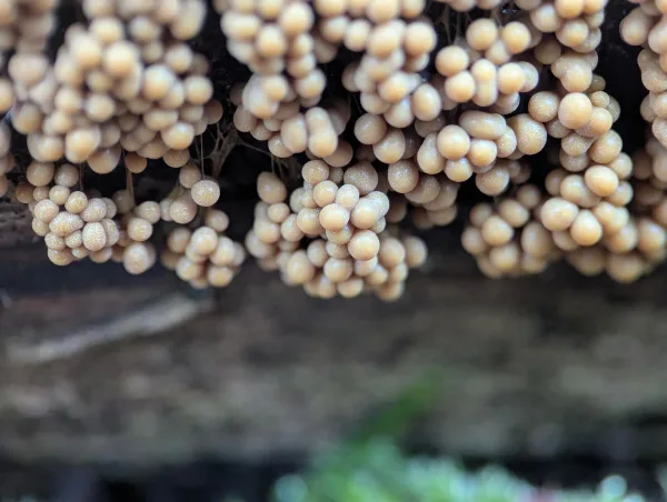 Close-up of young orange-yellow 'bunches of grapes' Badhamia utricularis sporangia. Photo 2.