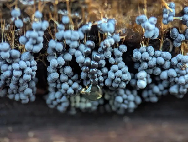 Close-up of mature dark greyish-blue 'bunches of grapes' Badhamia utricularis sporangia. Photo 2.
