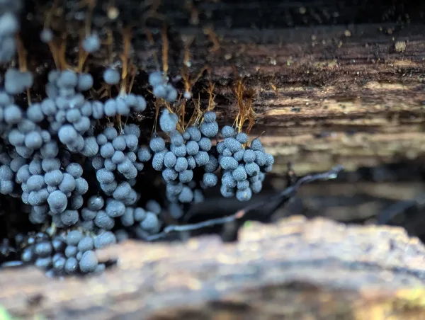Close-up of mature dark greyish-blue 'bunches of grapes' Badhamia utricularis sporangia. Photo 1.