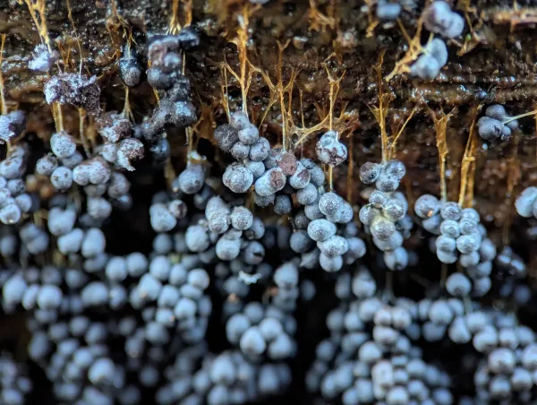 Close-up of dehiscing Badhamia utricularis sporothecae.