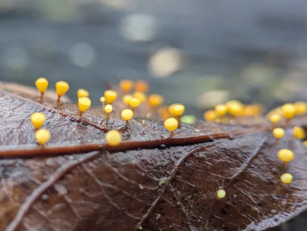 Second close-up of yellow-orange Craterium sporangia on wet brown oak leaf.