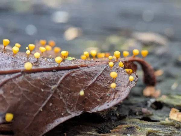 Close-up of yellow-orange Craterium sporangia on wet brown oak leaf.