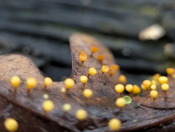 Third close-up of yellow-orange Craterium sporangia on wet brown oak leaf.
