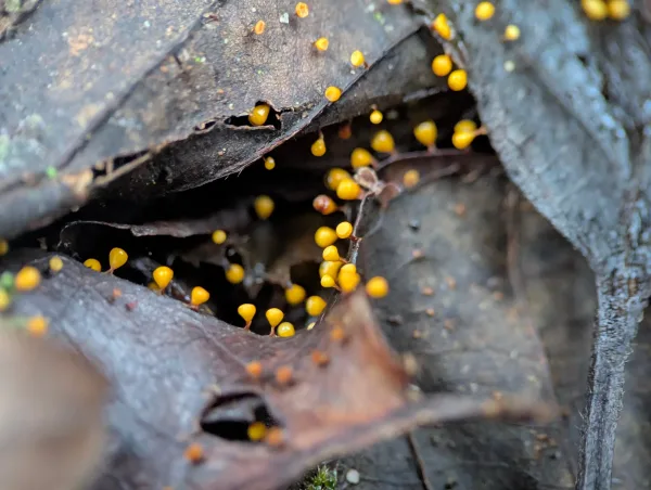 Close-up of luminous yellow-orange juvenile Craterium sporangia on moist brown oak leaves.