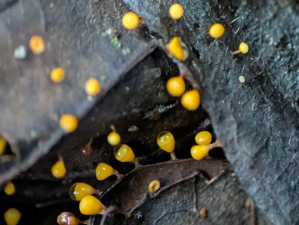 Third close-up of luminous yellow-orange juvenile Craterium sporangia on moist brown oak leaves.